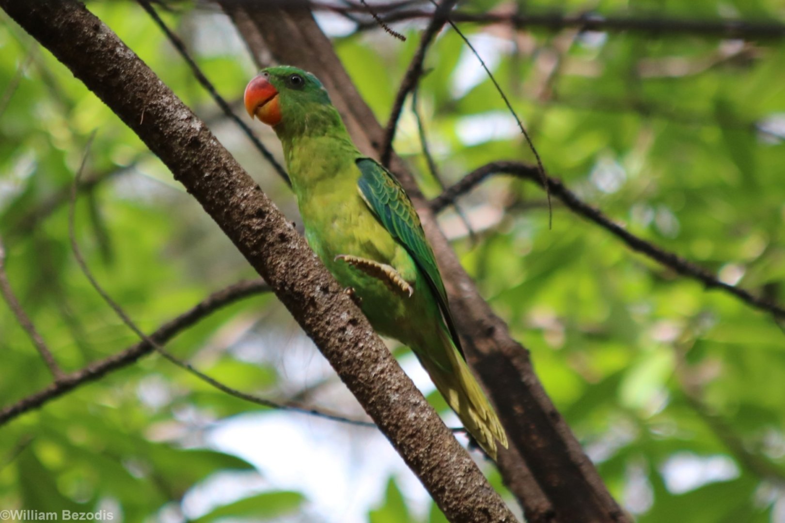 Blue-naped Parrot - Tanjung Aru Beach