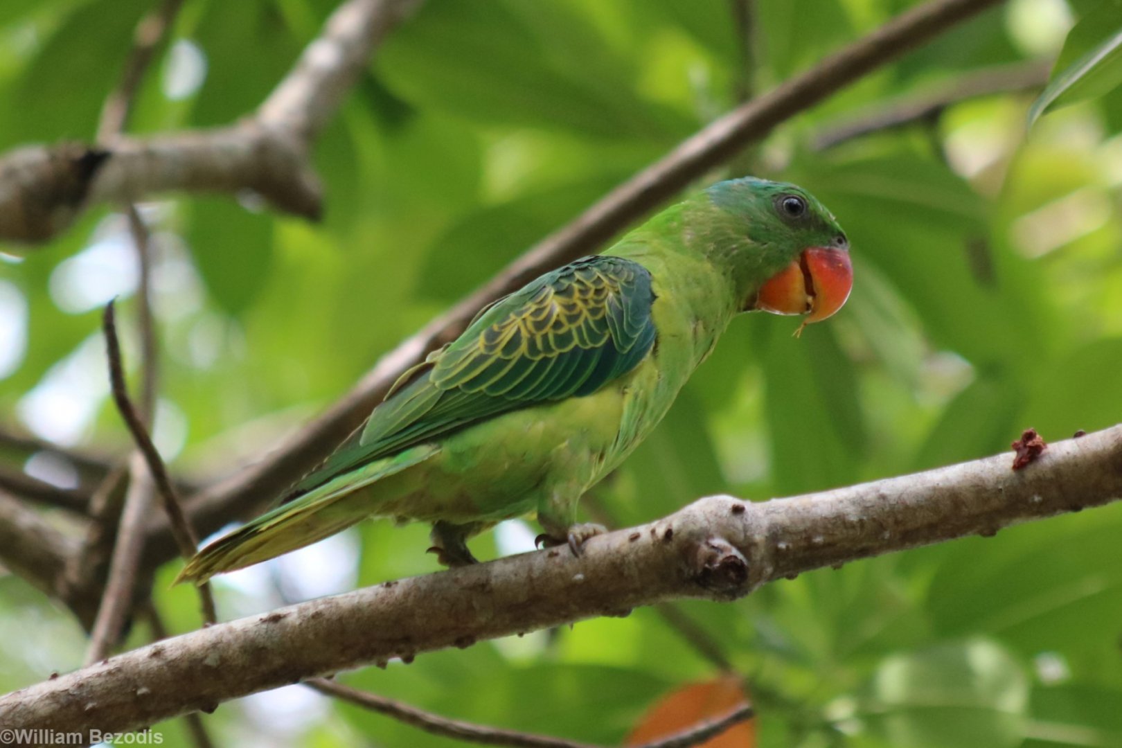 Blue-naped Parrot - Tanjung Aru Beach