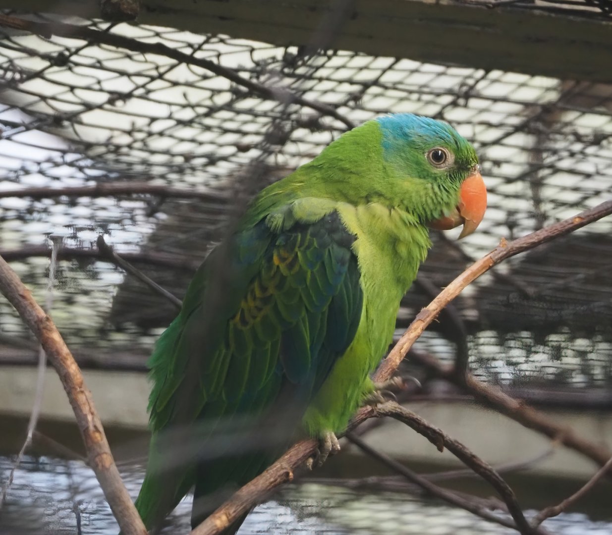 Blue-naped parrot (Tanygnathus lucionensis), 2024-05-22