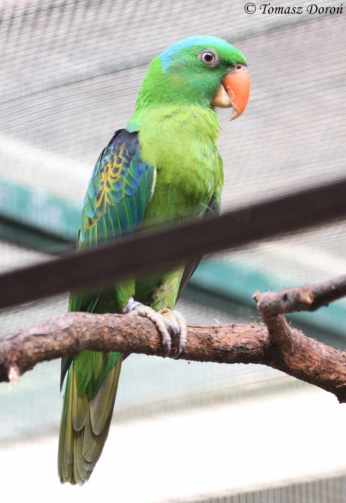 Blue-naped Parrot (Tanygnathus lucionensis), July 2010