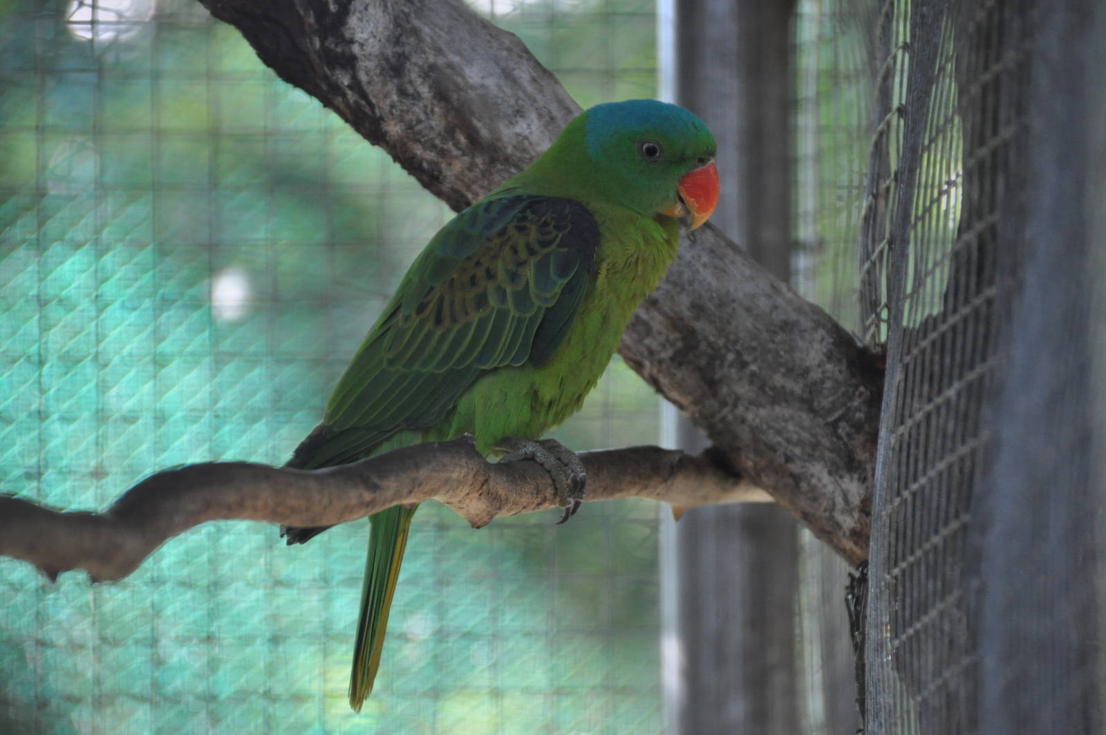 Blue-naped parrot/ Tanygnathus lucionensis salvadorii