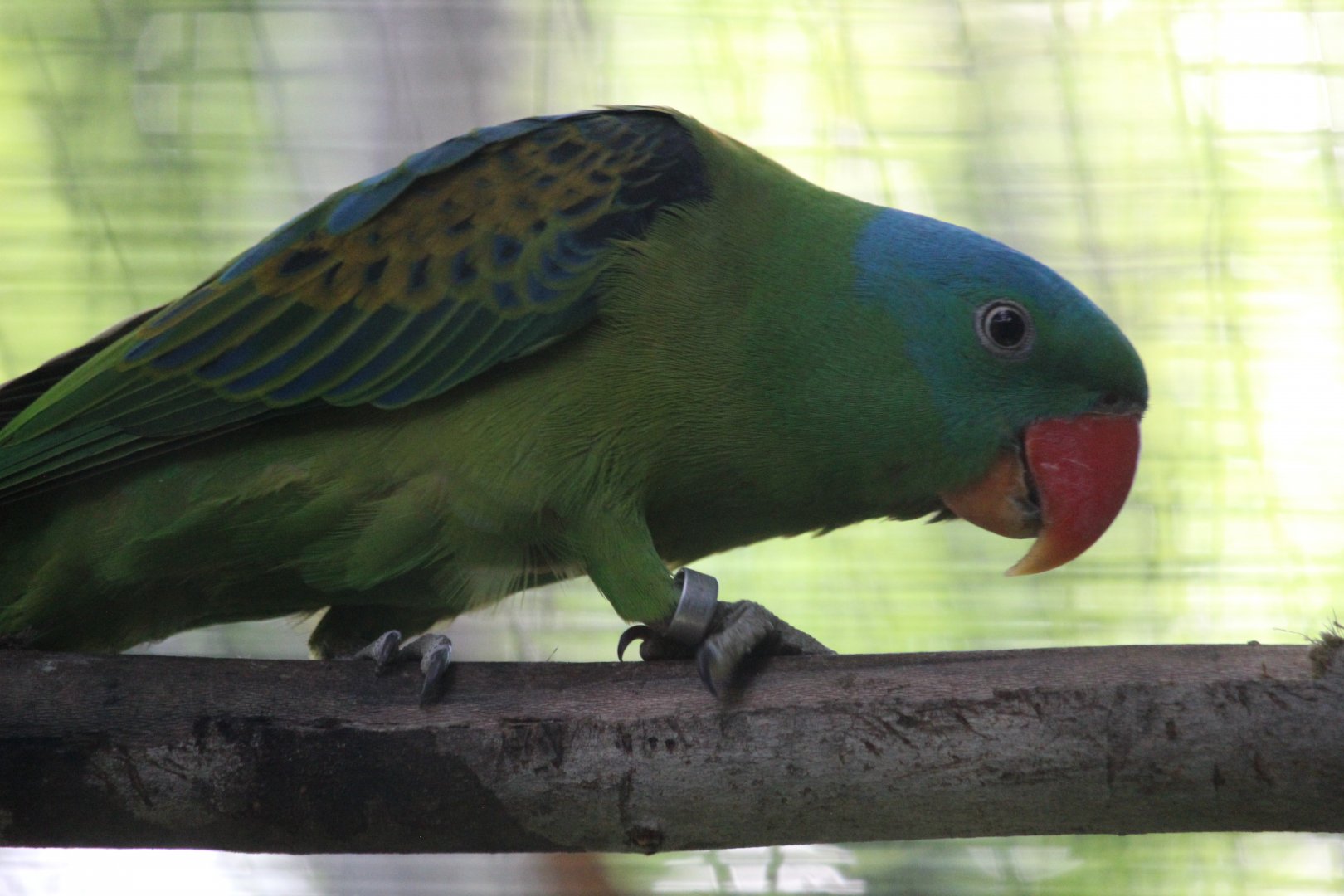 Blue-naped parrot (Tanygnathus lucionensis salvadorii)