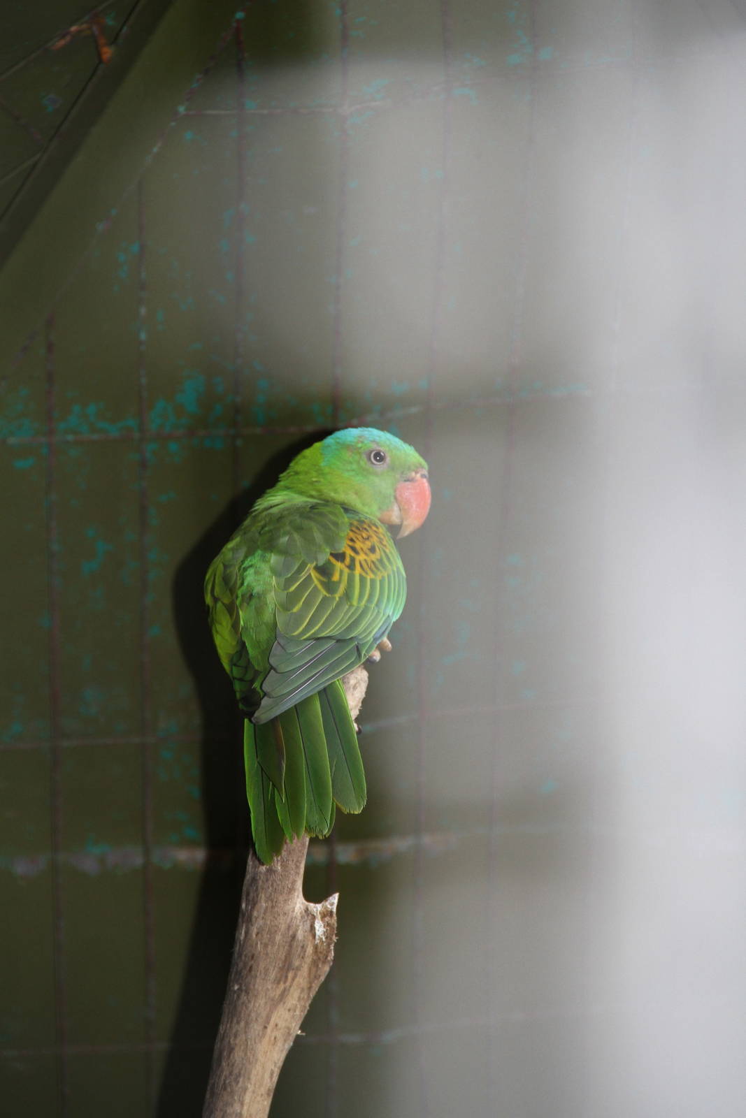 Blue-naped Parrot (Tanygnathus lucionensis)