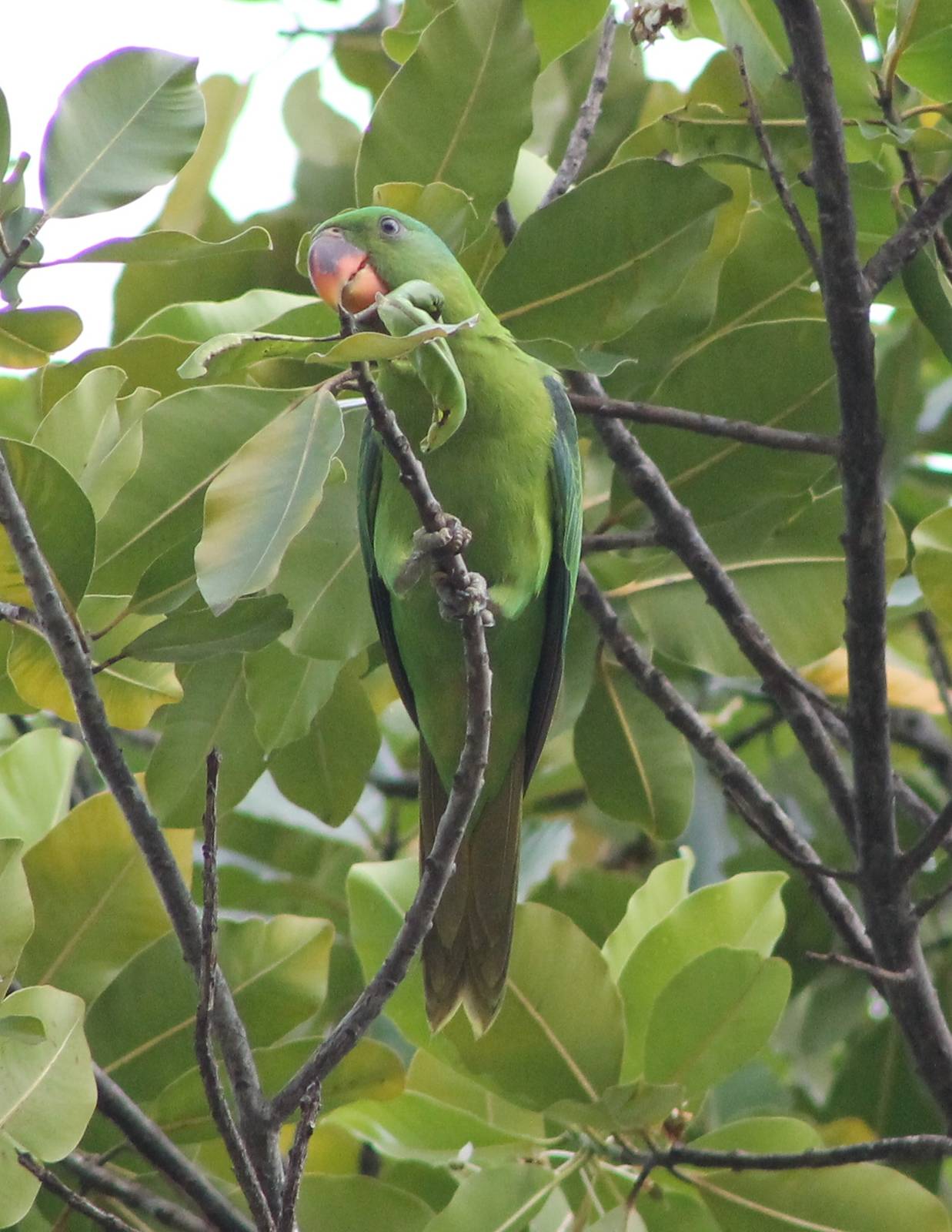 Blue-naped Parrot (Tanygnathus lucionensis)
