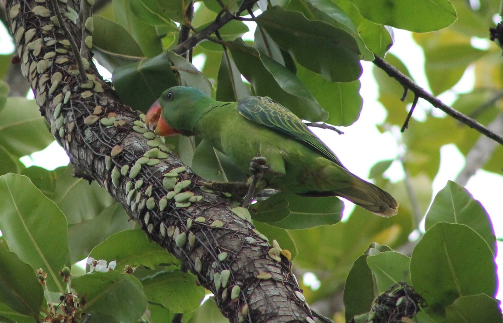 Blue-naped Parrot (Tanygnathus lucionensis)