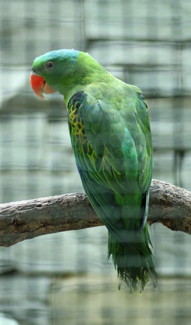 Blue-naped parrot (Tanygnathus lucionensis)