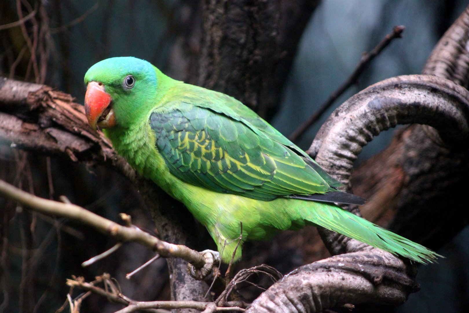 Blue-naped parrot (Tanygnathus lucionensis)