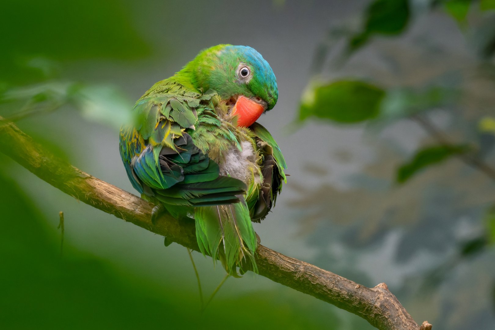 Blue-naped parrot (Tanygnathus lucionensis)