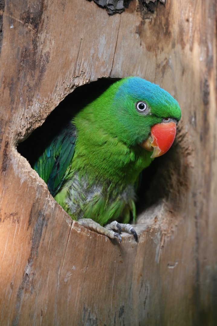Blue-naped parrot Tanygnathus lucionensis