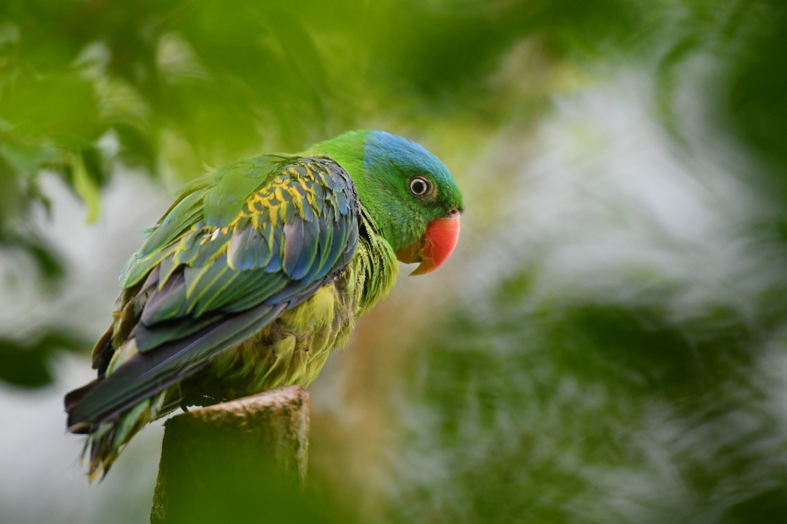 Blue-naped parrot Tanygnathus lucionensis