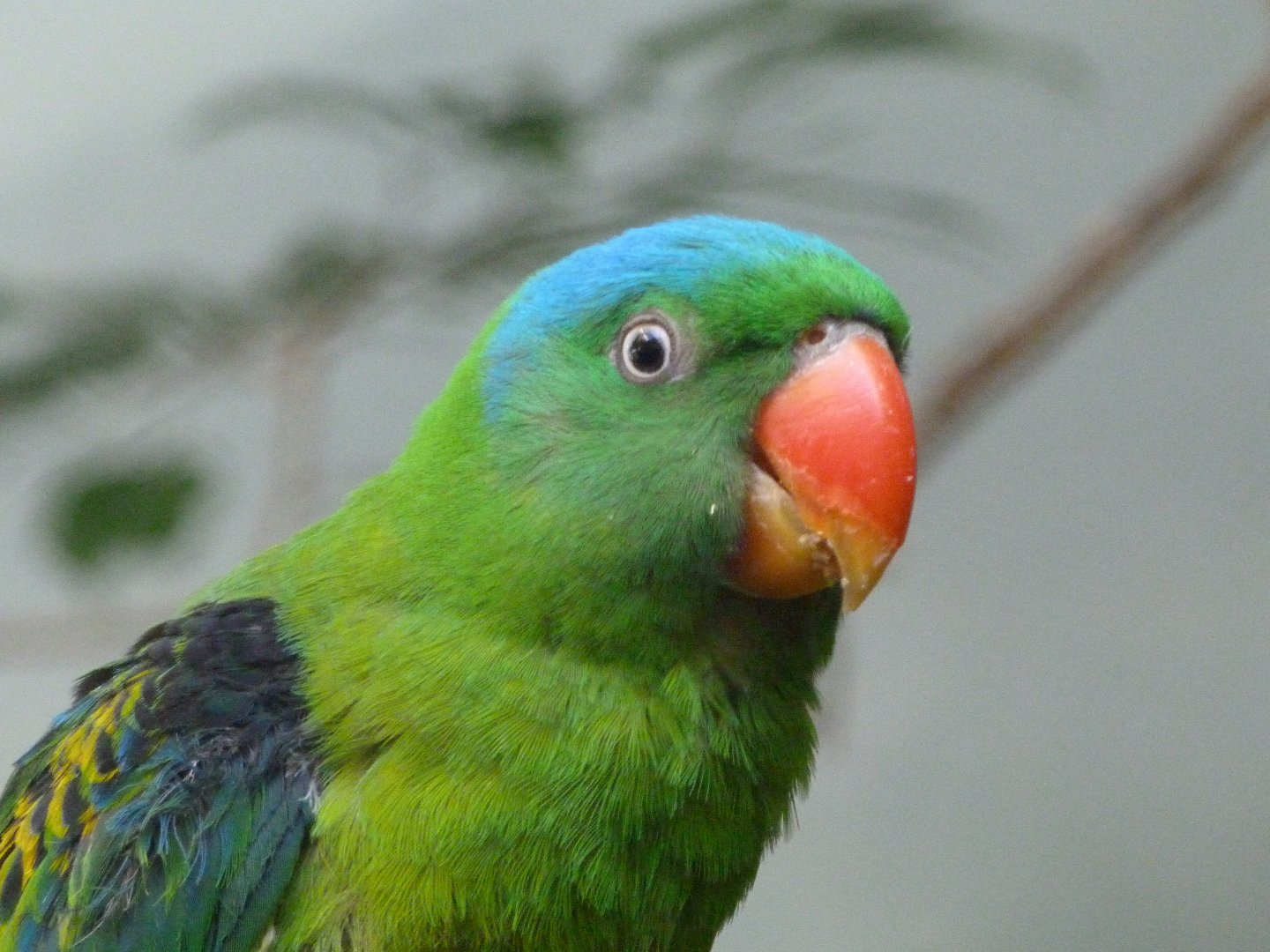 Blue-naped parrot -Zoo Praha (2025)