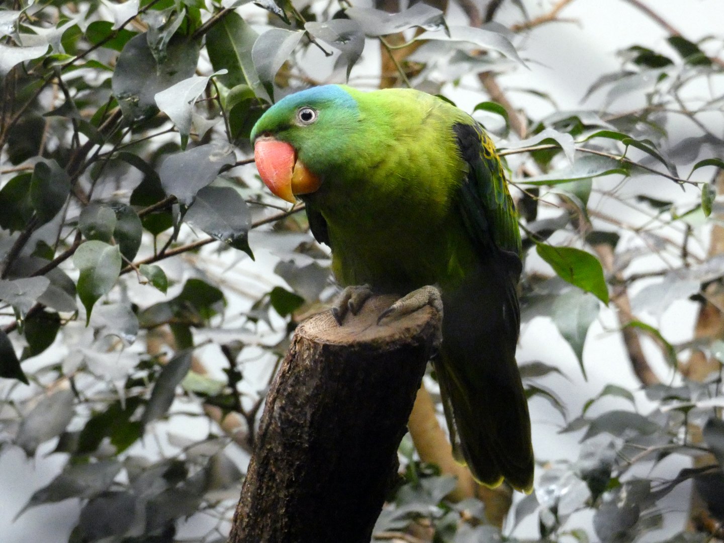 Blue-naped parrot