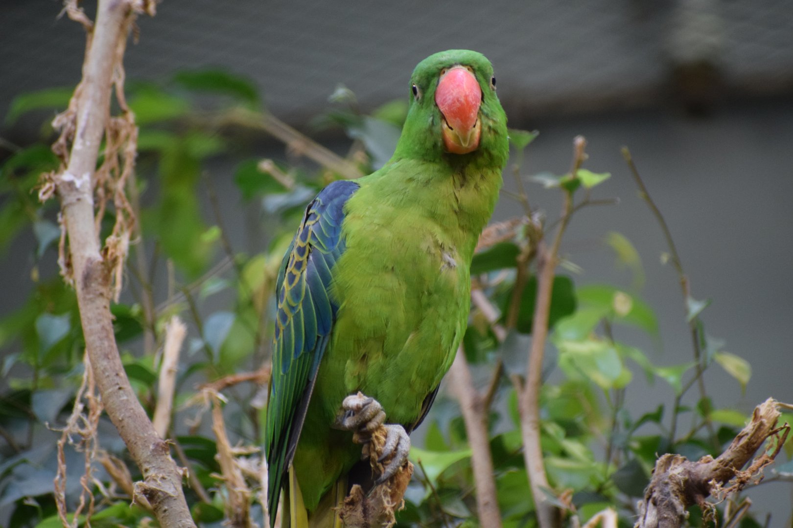 Blue-naped parrot