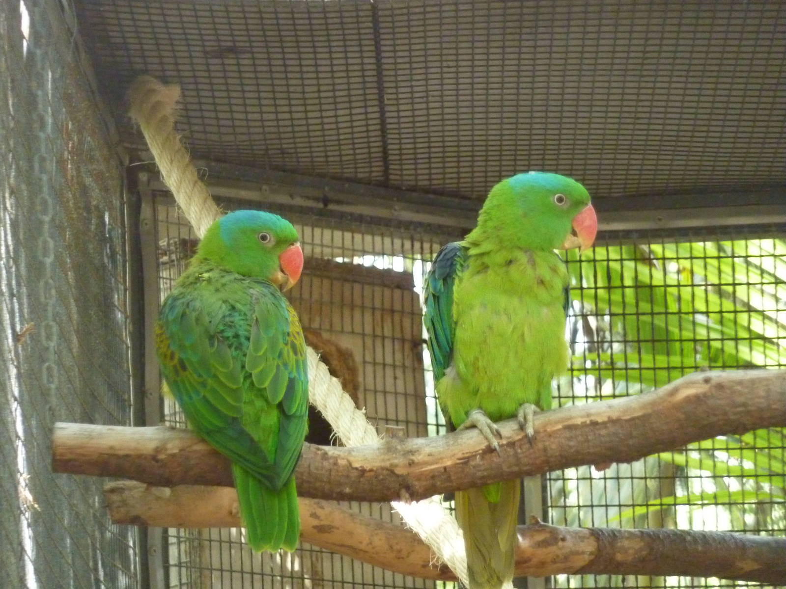 Blue-naped parrots, December 2012