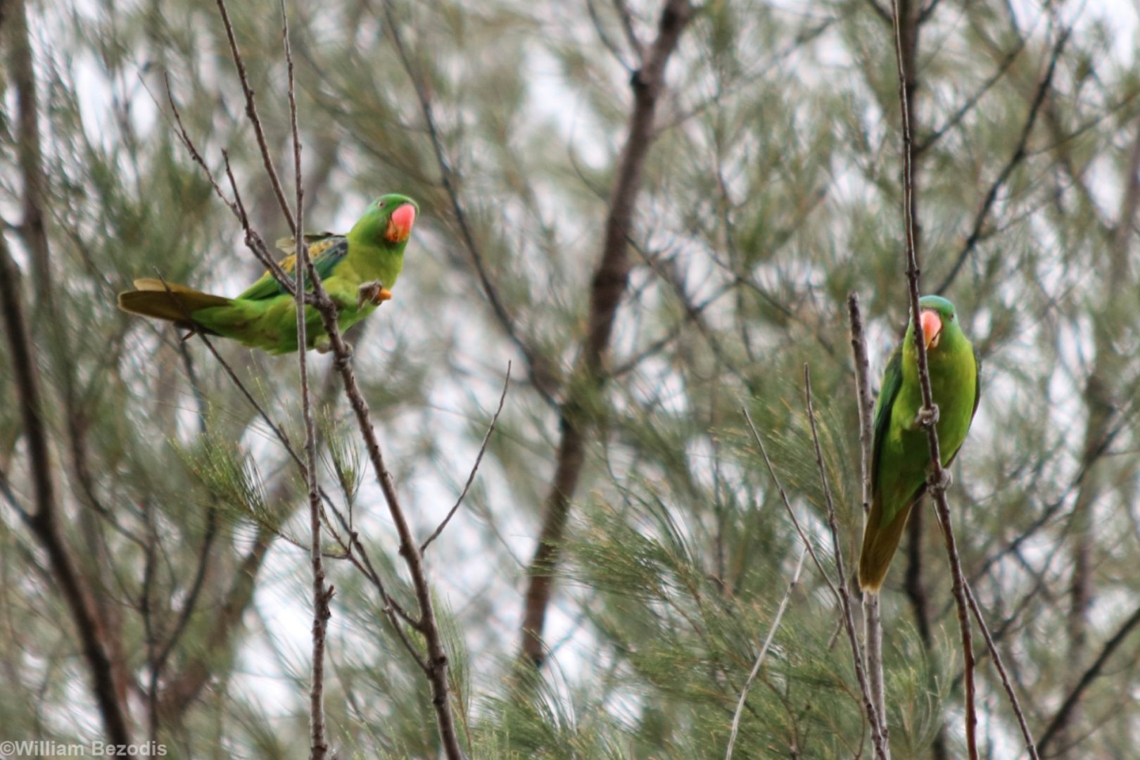 Blue-naped Parrots - Tanjung Aru Beach