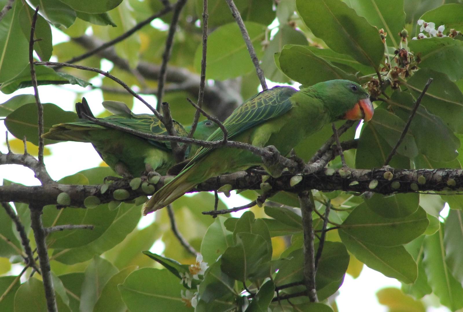 Blue-naped Parrots (Tanygnathus lucionensis)
