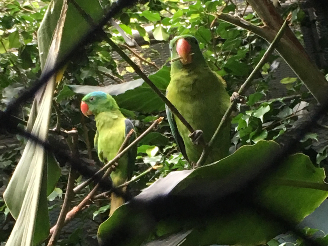 Blue-naped parrots (Tanygnathus lucionensis)