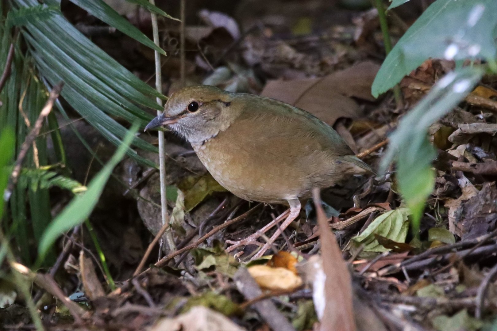 Blue-naped Pitta (Hydrornis nipalensis)