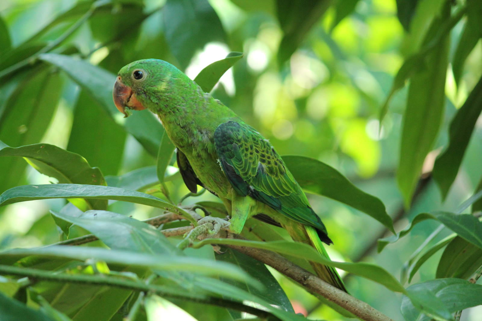 Blue-napped Parrot Tanygnathus lucionensis salvadorii