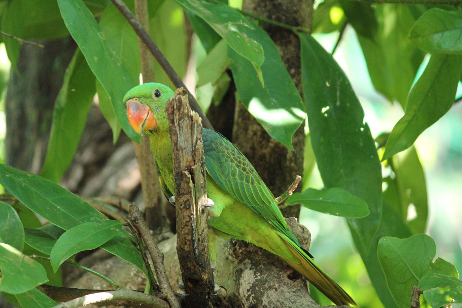 Blue-napped Parrot Tanygnathus lucionensis salvadorii