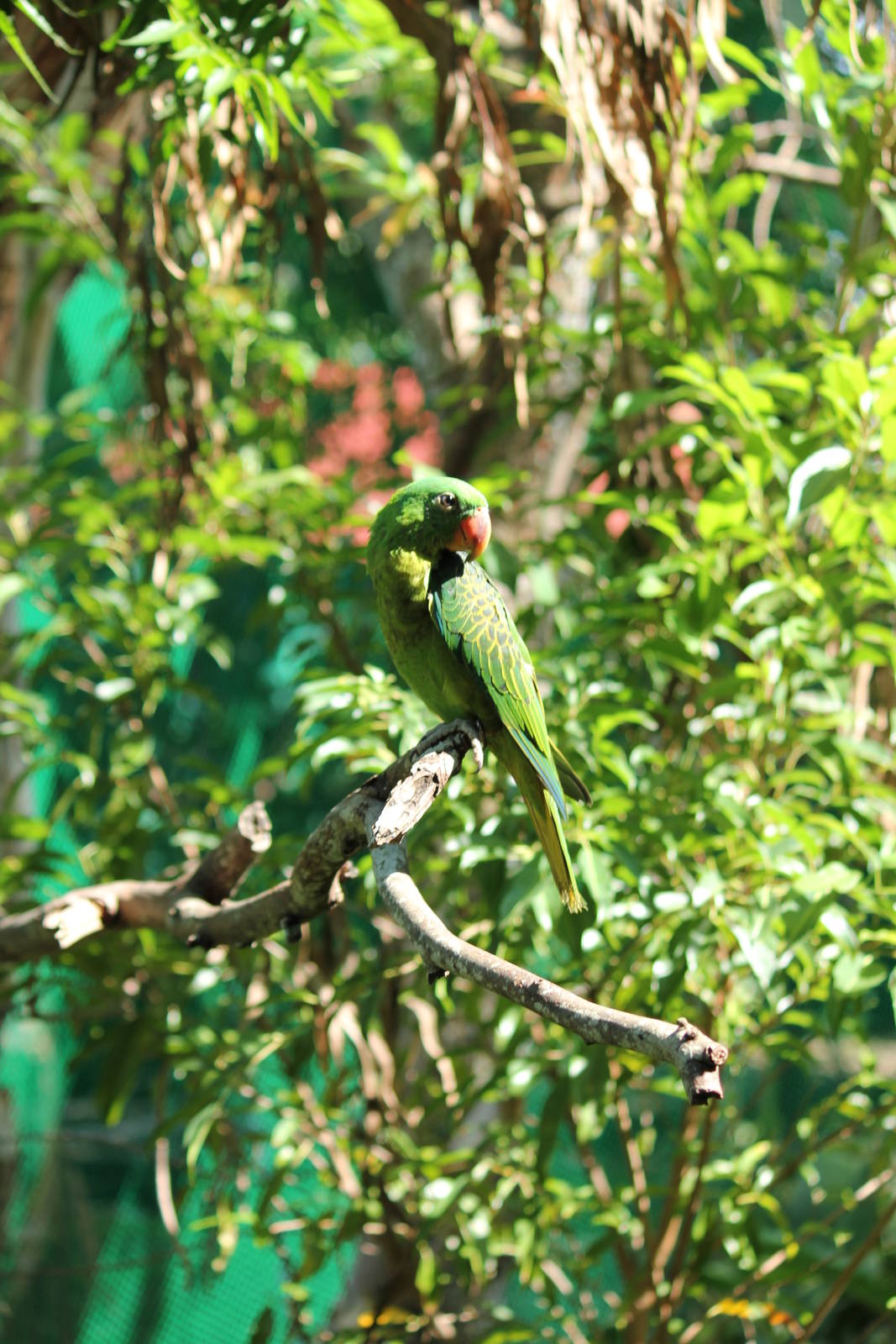Blue-napped Parrot Tanygnathus lucionensis salvadorii