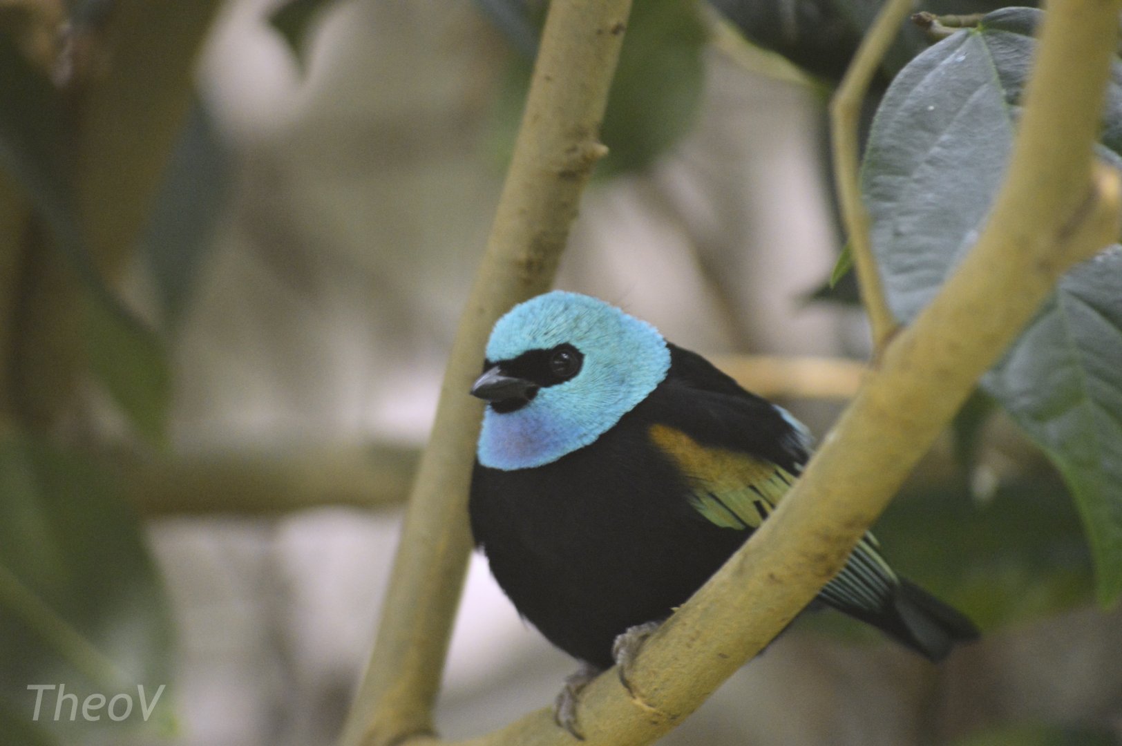 Blue-necked tanager [2020]