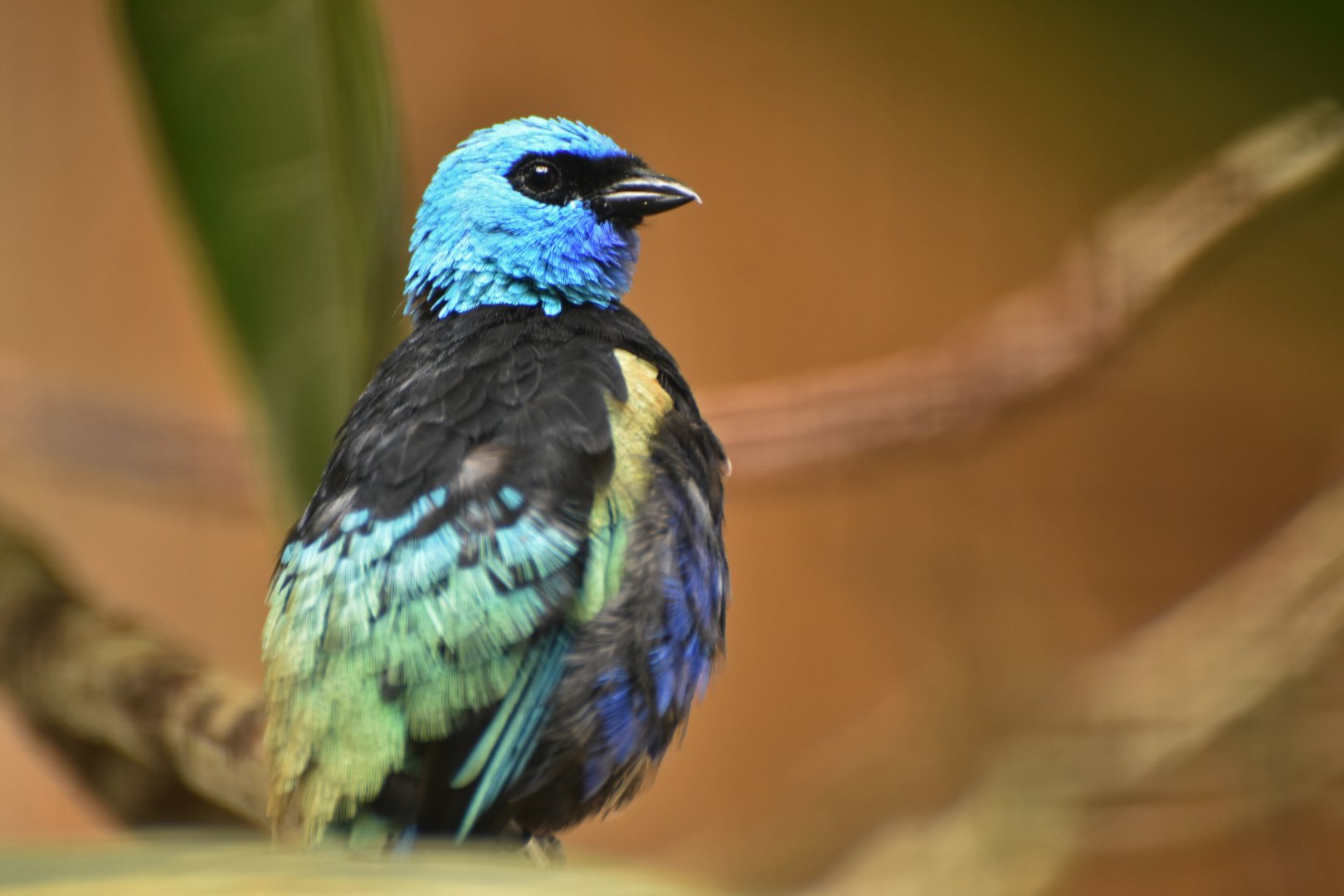 Blue-necked Tanager Stilpnia cyanicollis