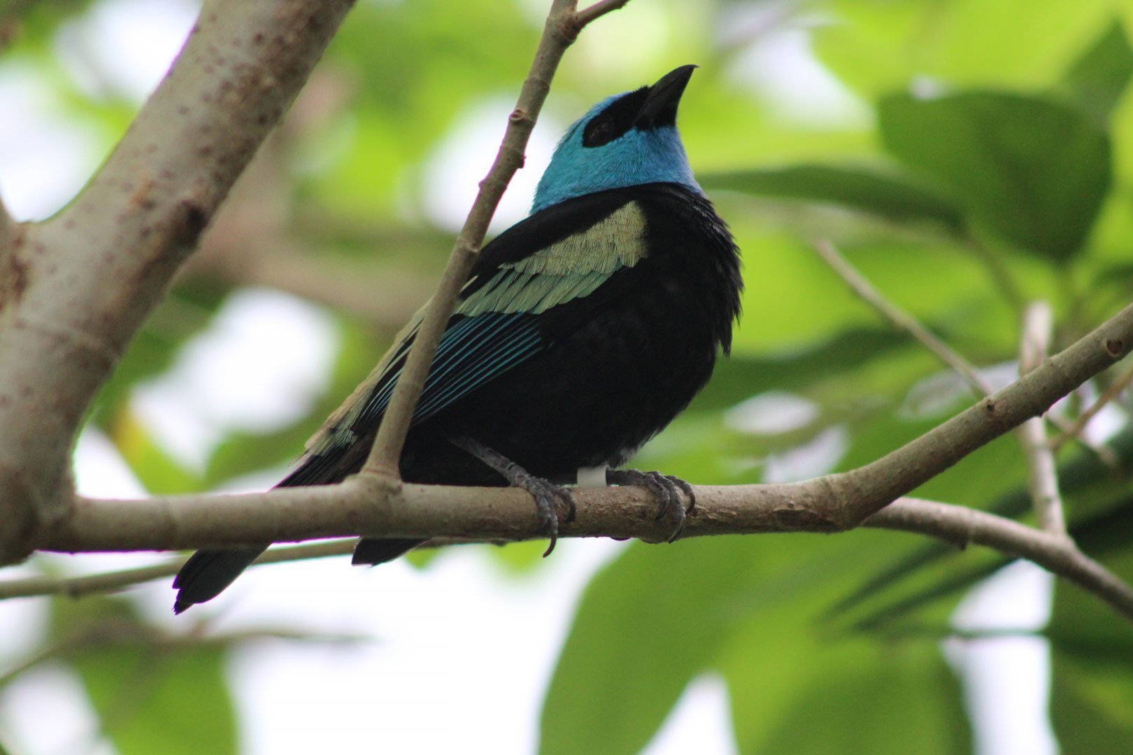 Blue-necked Tanager (Stilpnia cyanicollis)