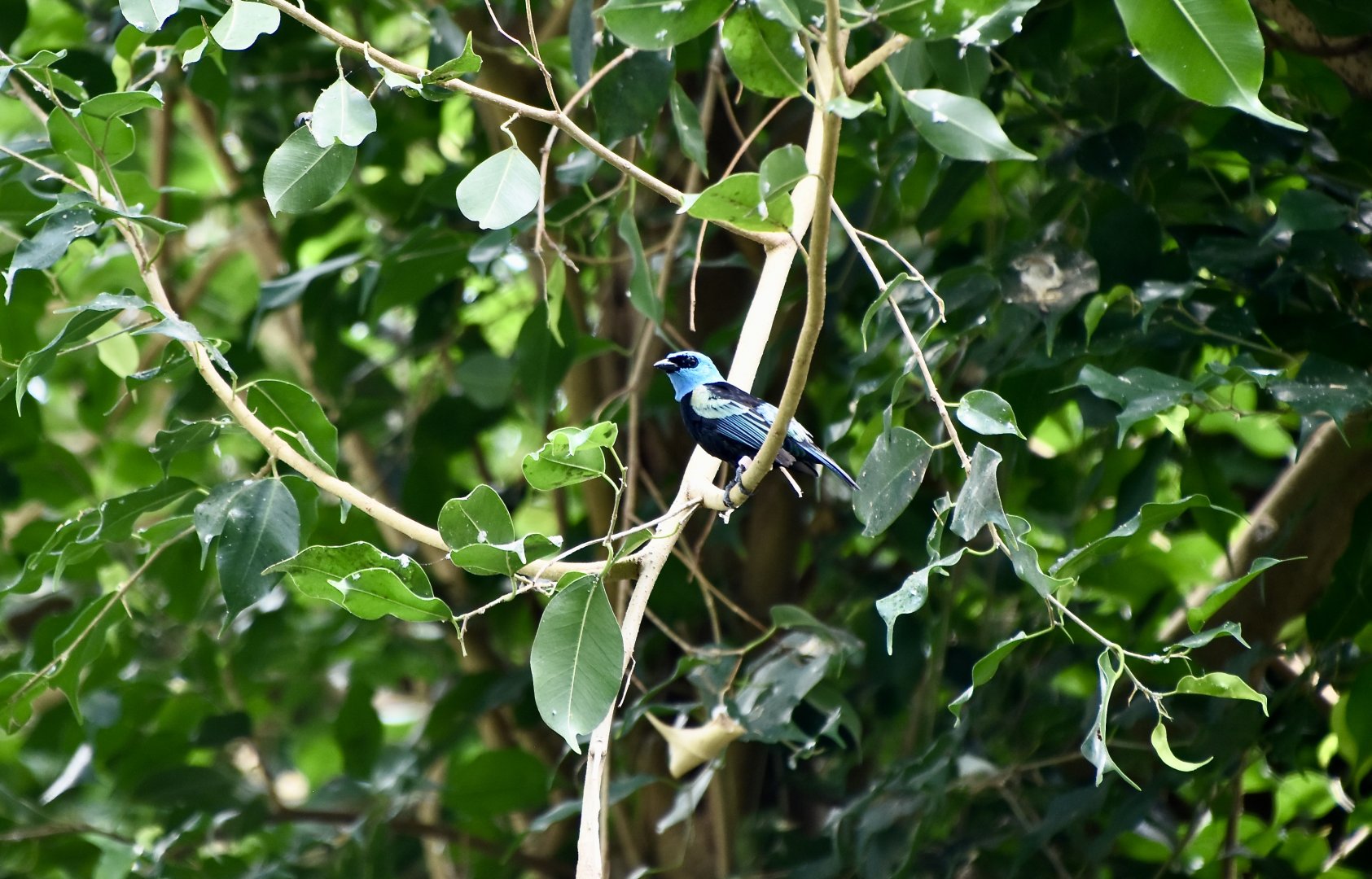 Blue-Necked Tanager (Stilpnia cyanicollis)