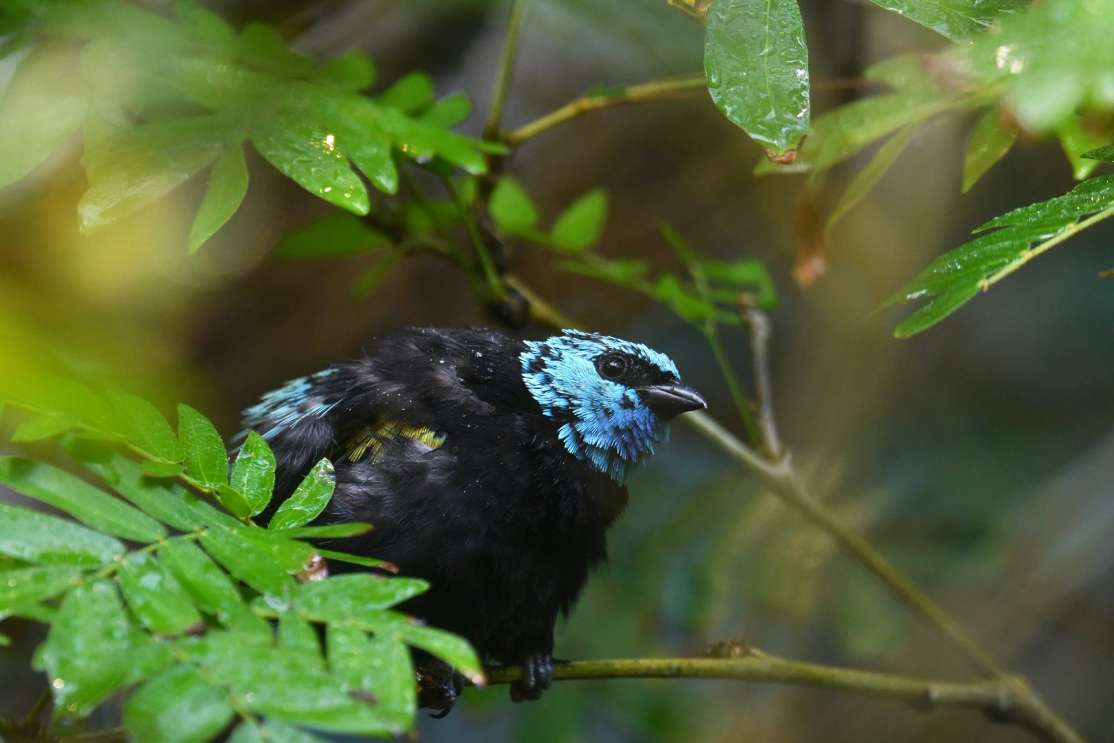 Blue-necked tanager Stilpnia cyanicollis