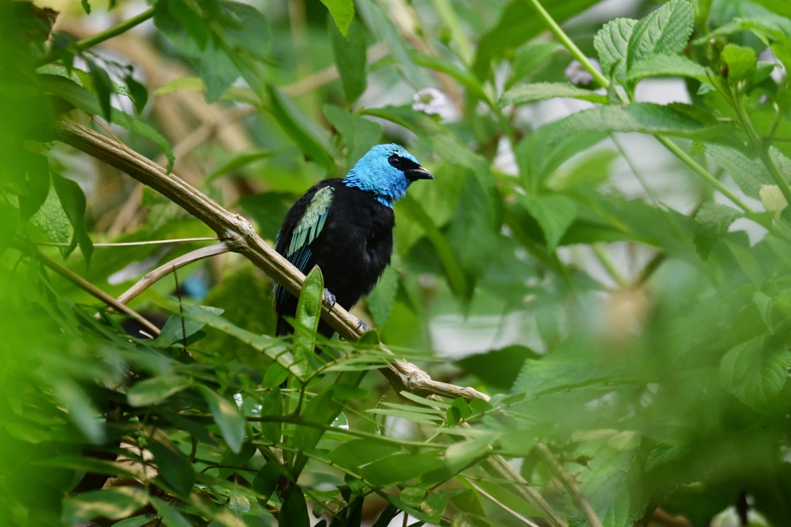 Blue-necked tanager Stilpnia cyanicollis