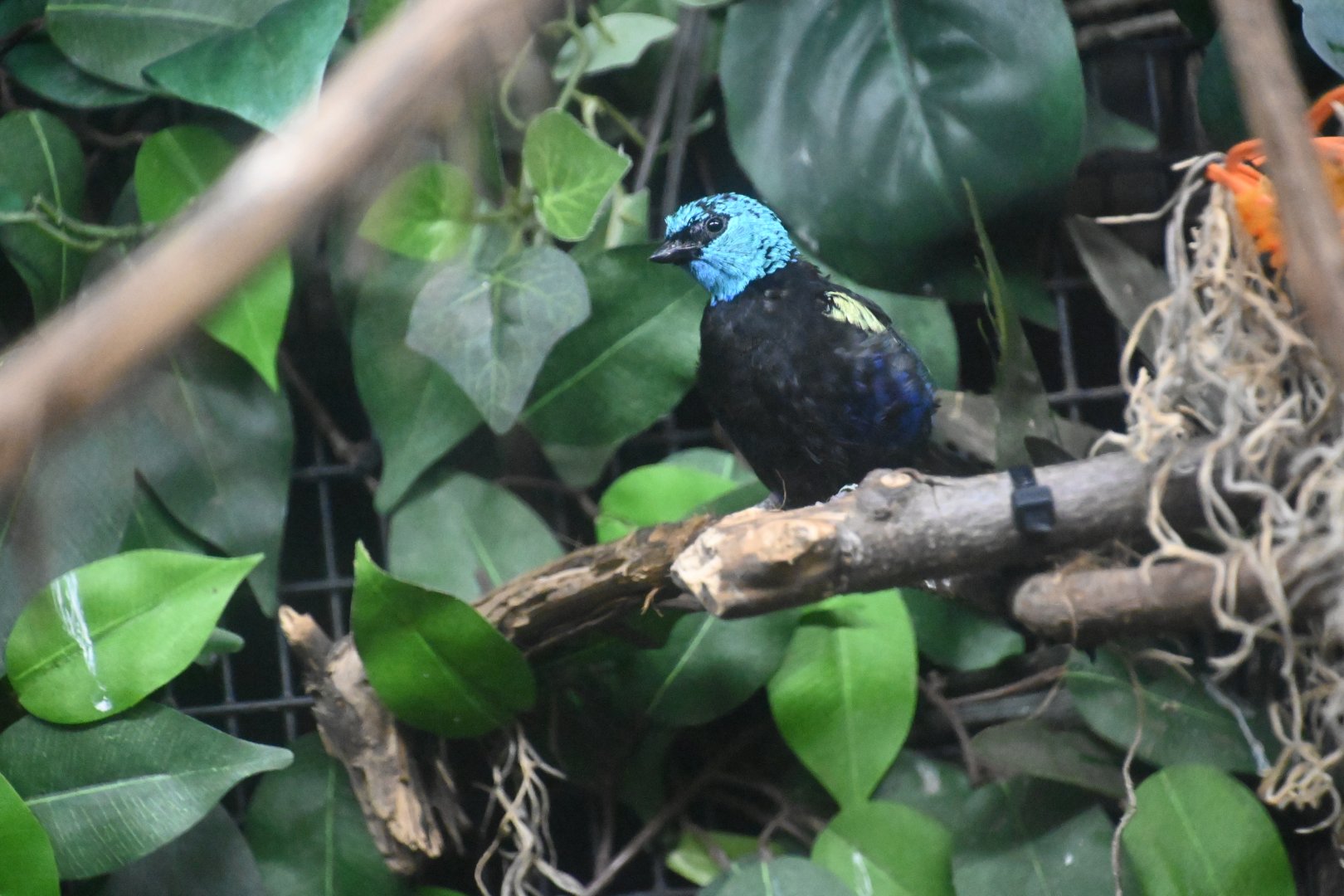 Blue-necked tanager (Tangara cyanicollis)