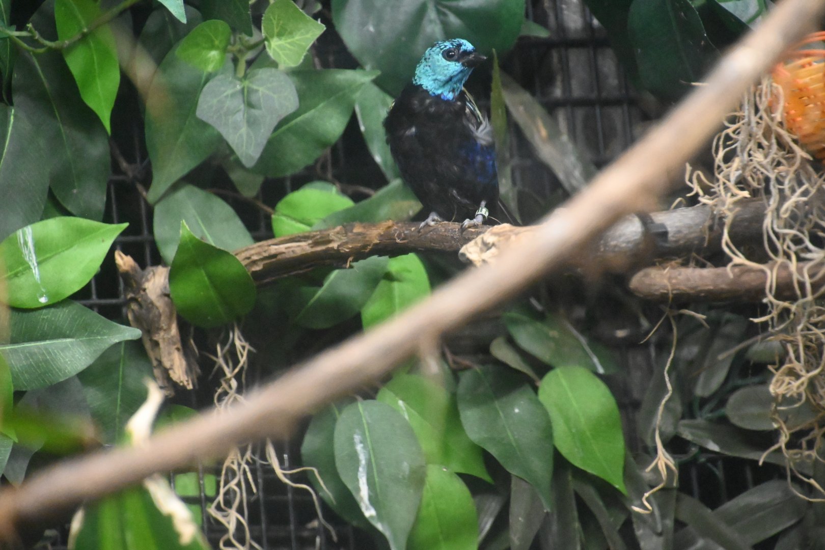 Blue-necked tanager (Tangara cyanicollis)
