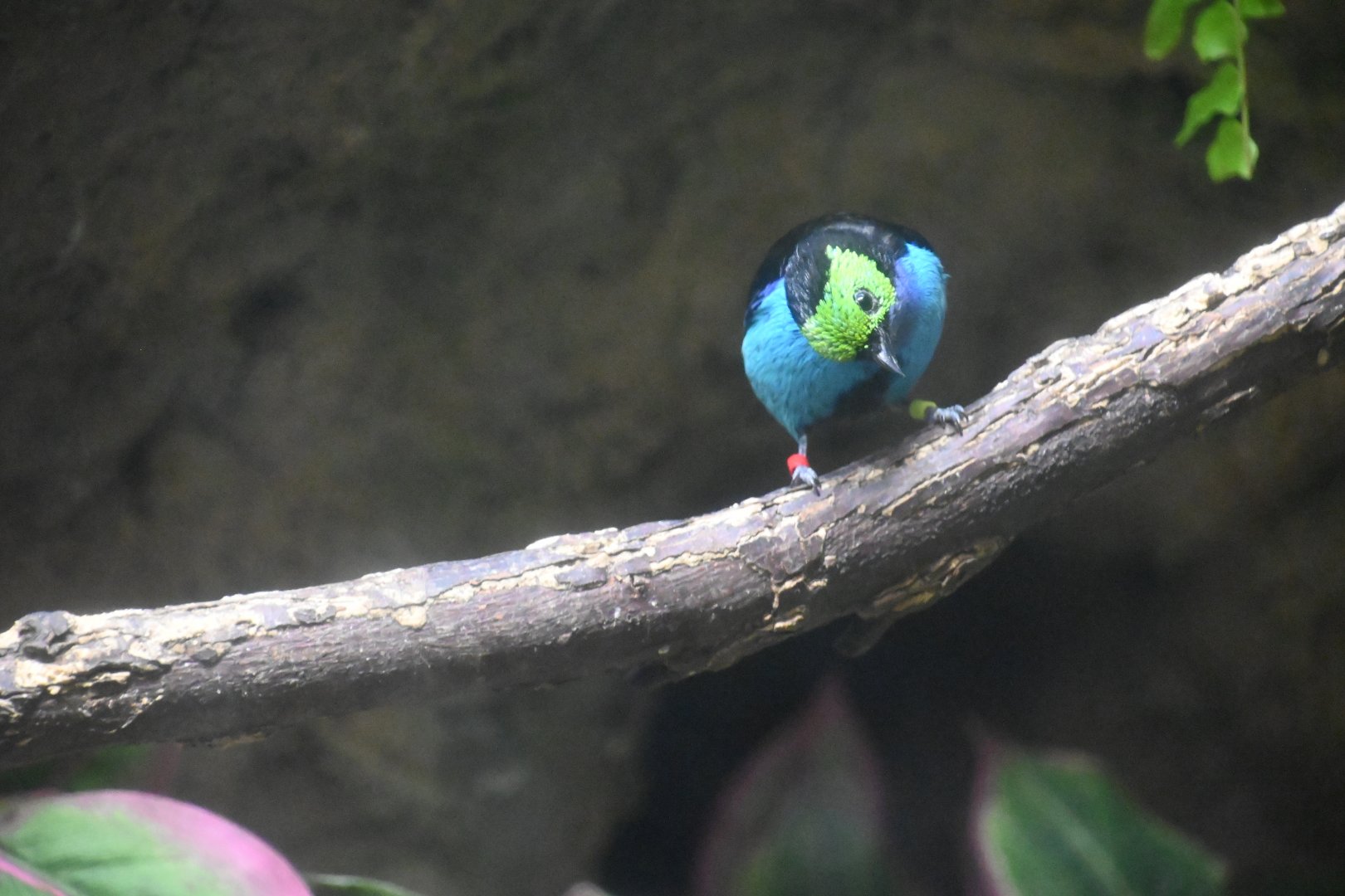 Blue-necked tanager (Tangara cyanicollis)