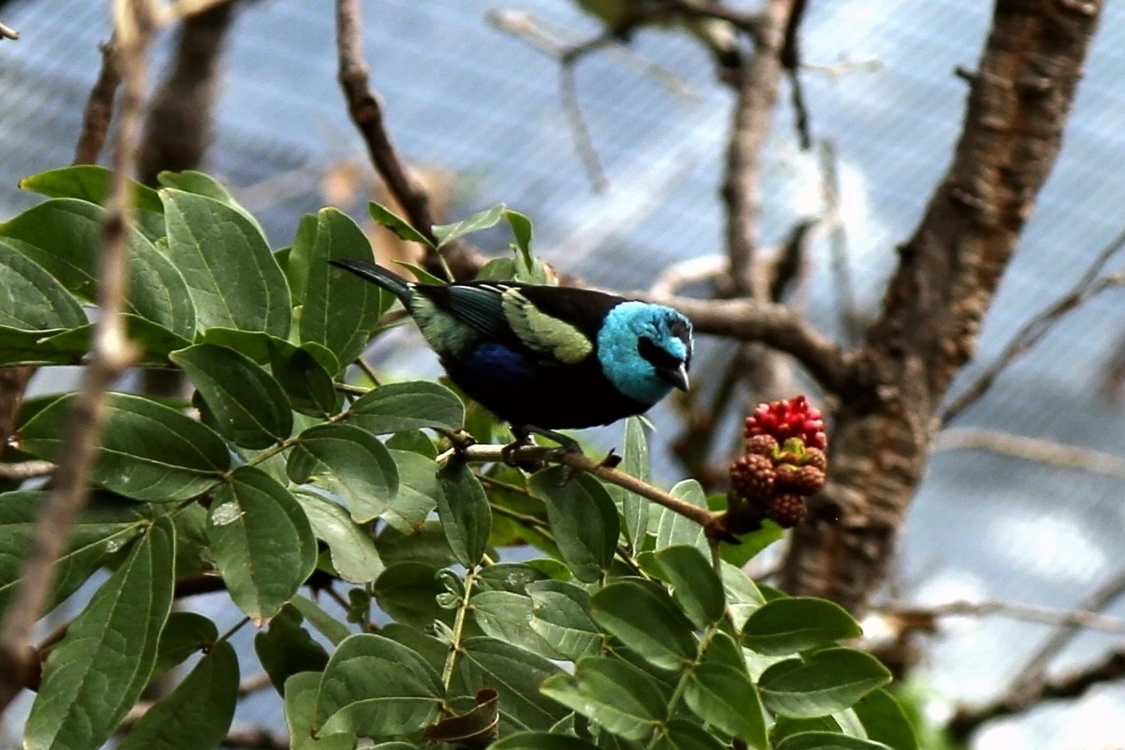 Blue-necked Tanager (Tangara cyanicollis)
