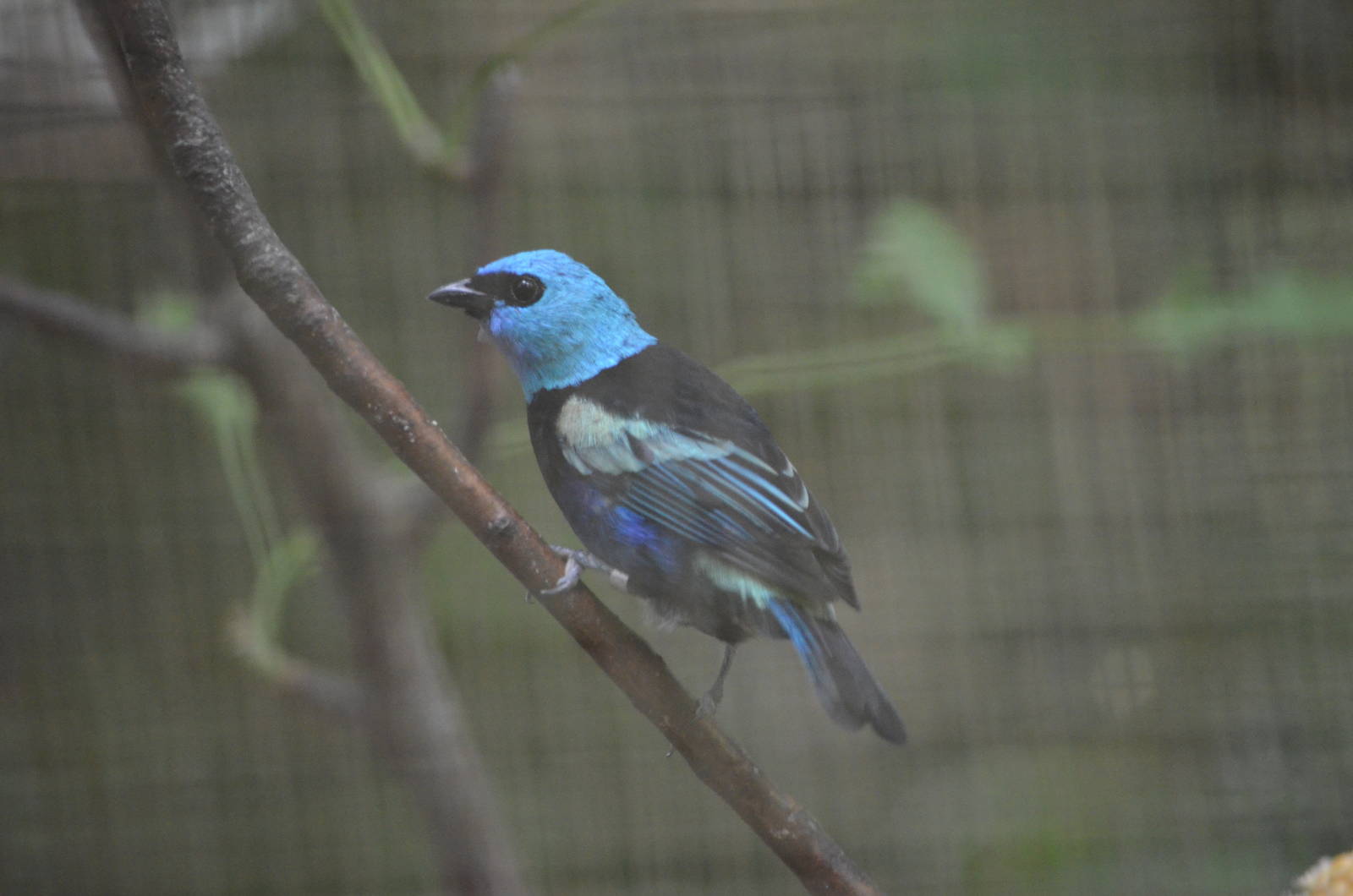 Blue necked tanager