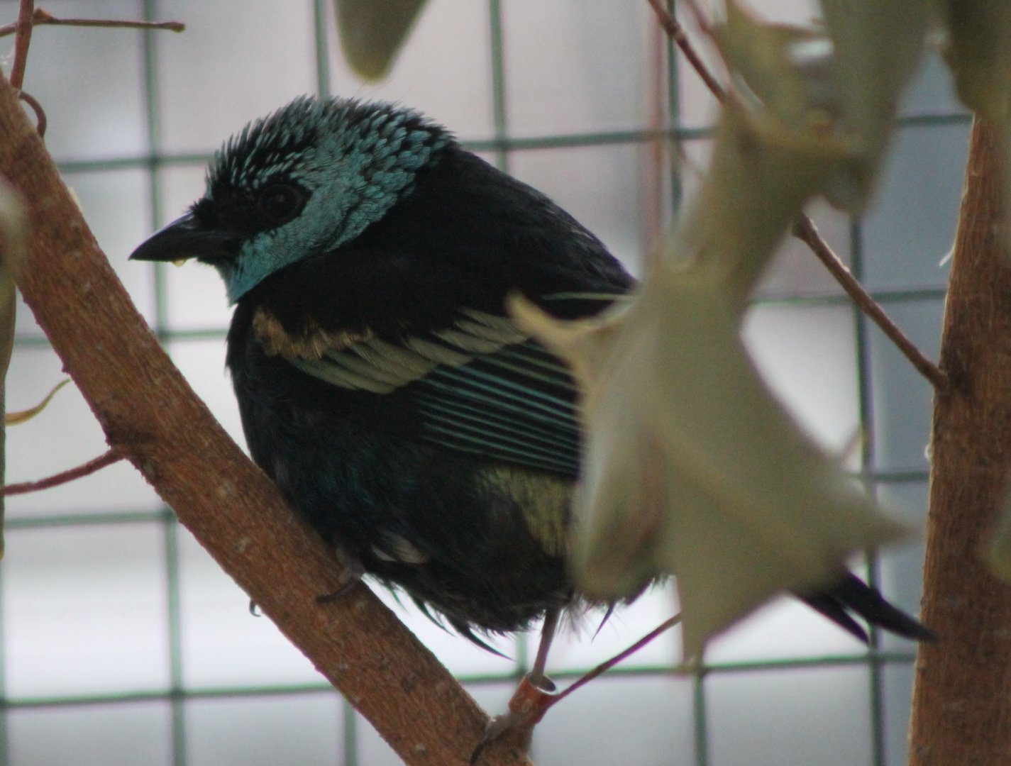 Blue-necked tanager