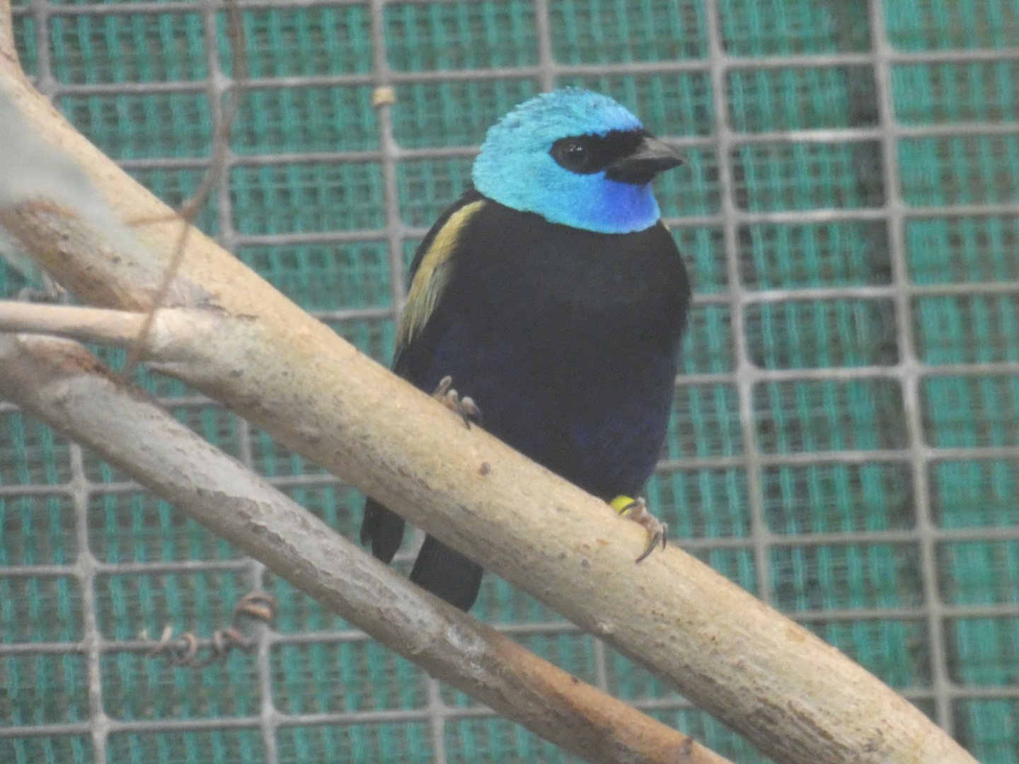 Blue-necked Tanager