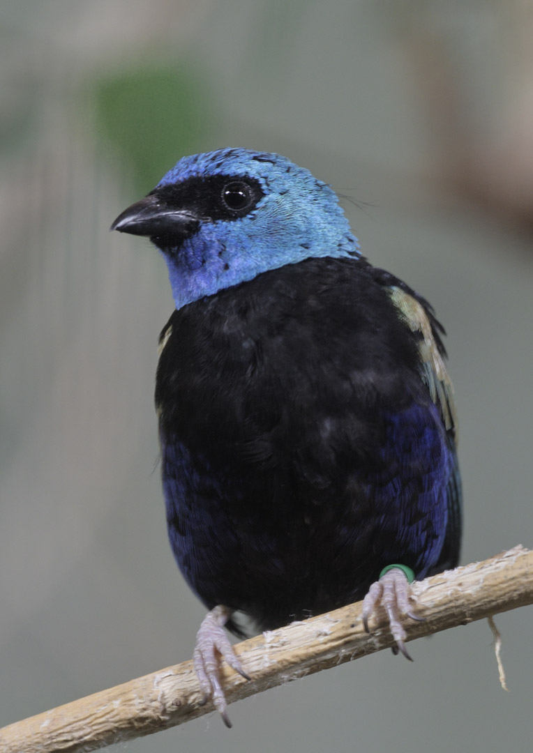 Blue-necked tanager