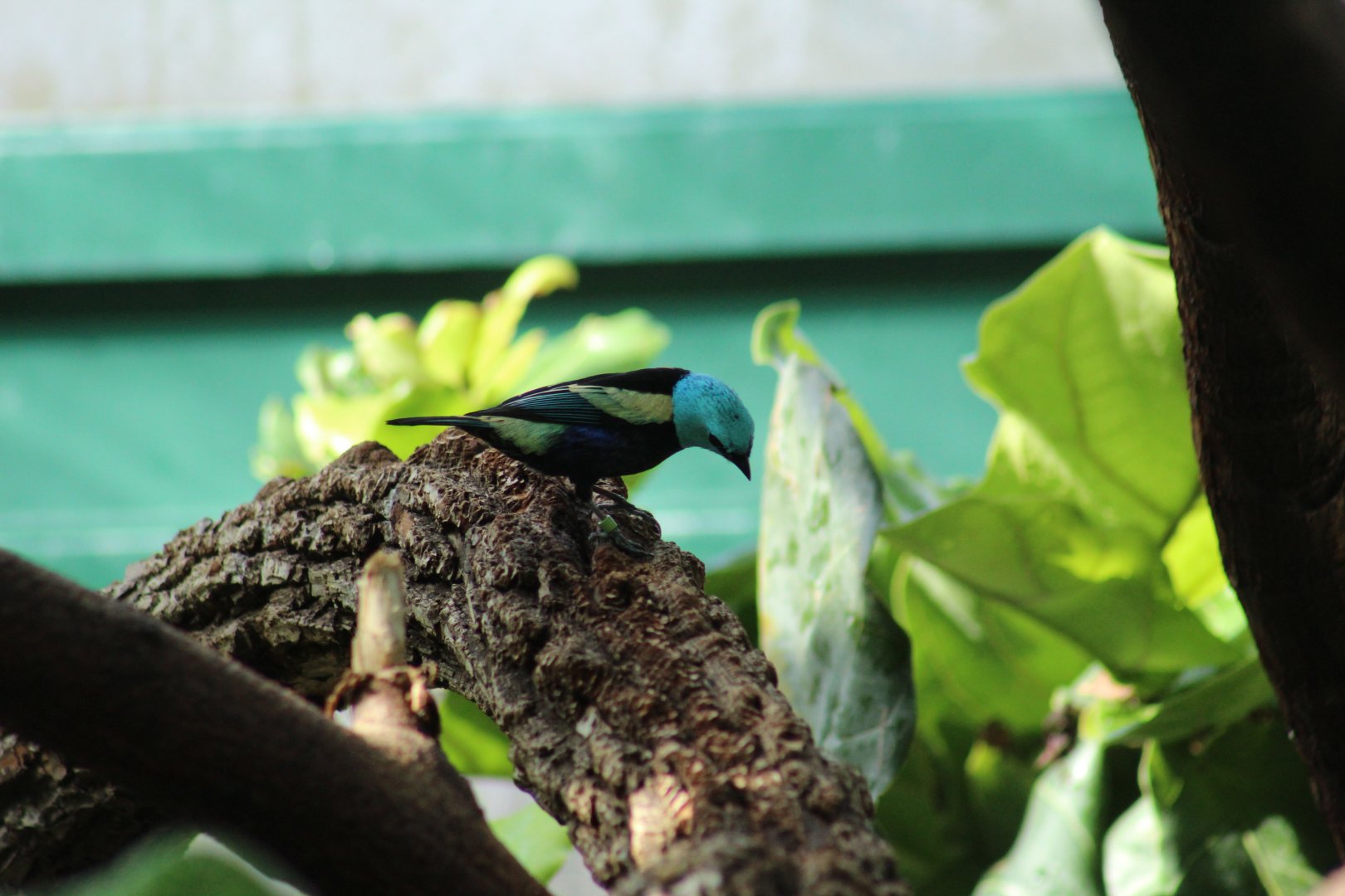 Blue-Necked Tanager