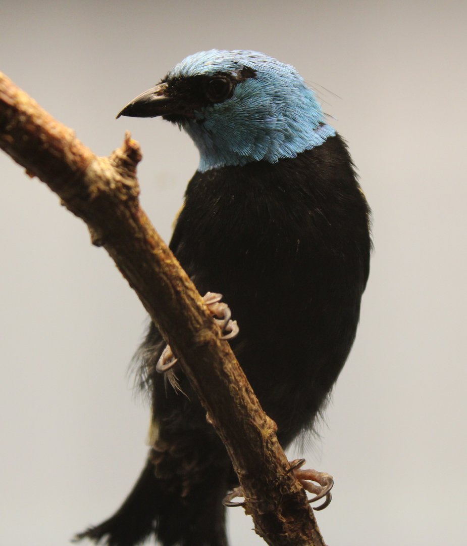 Blue-necked tanager