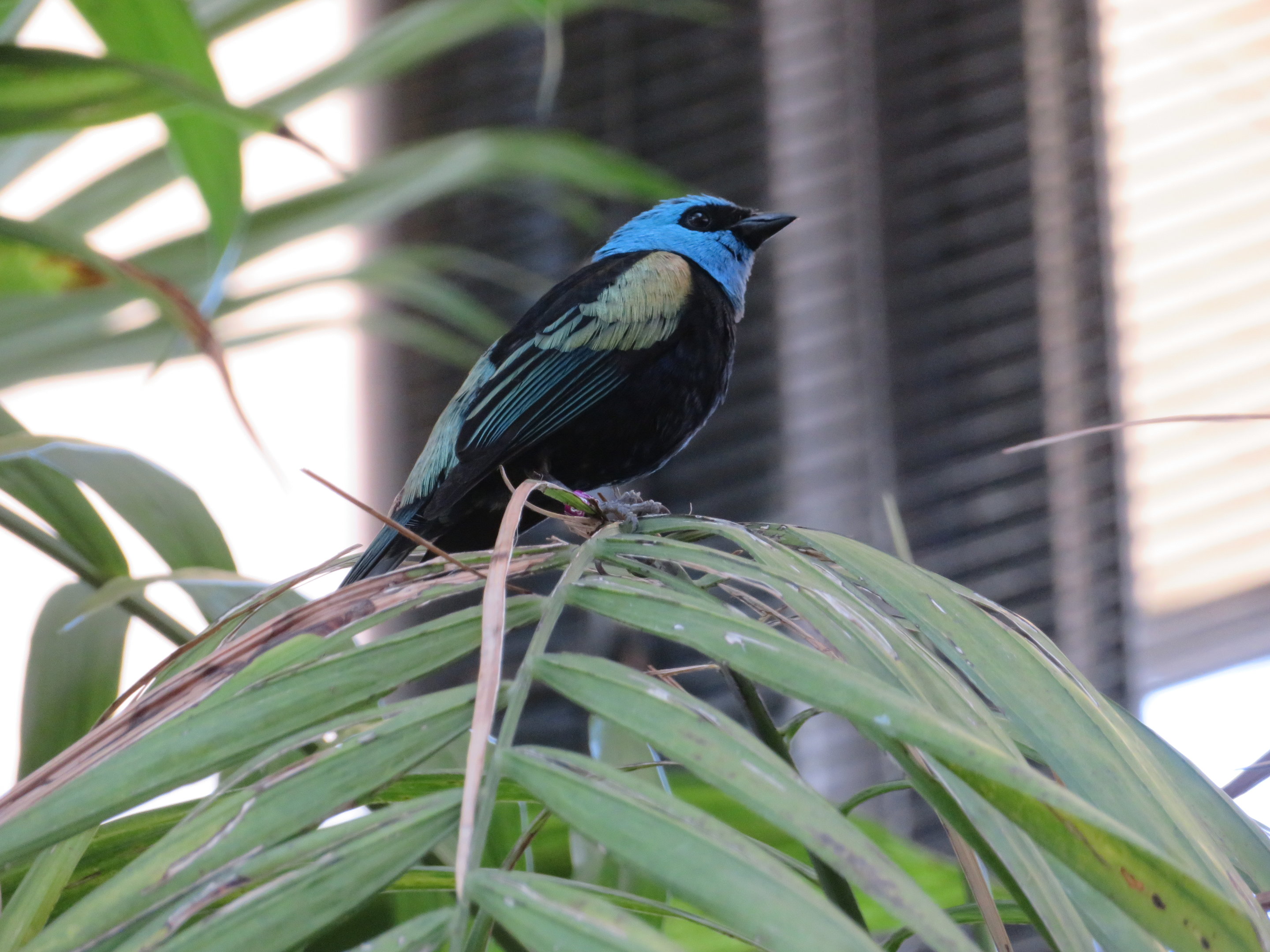 Blue-necked Tanager