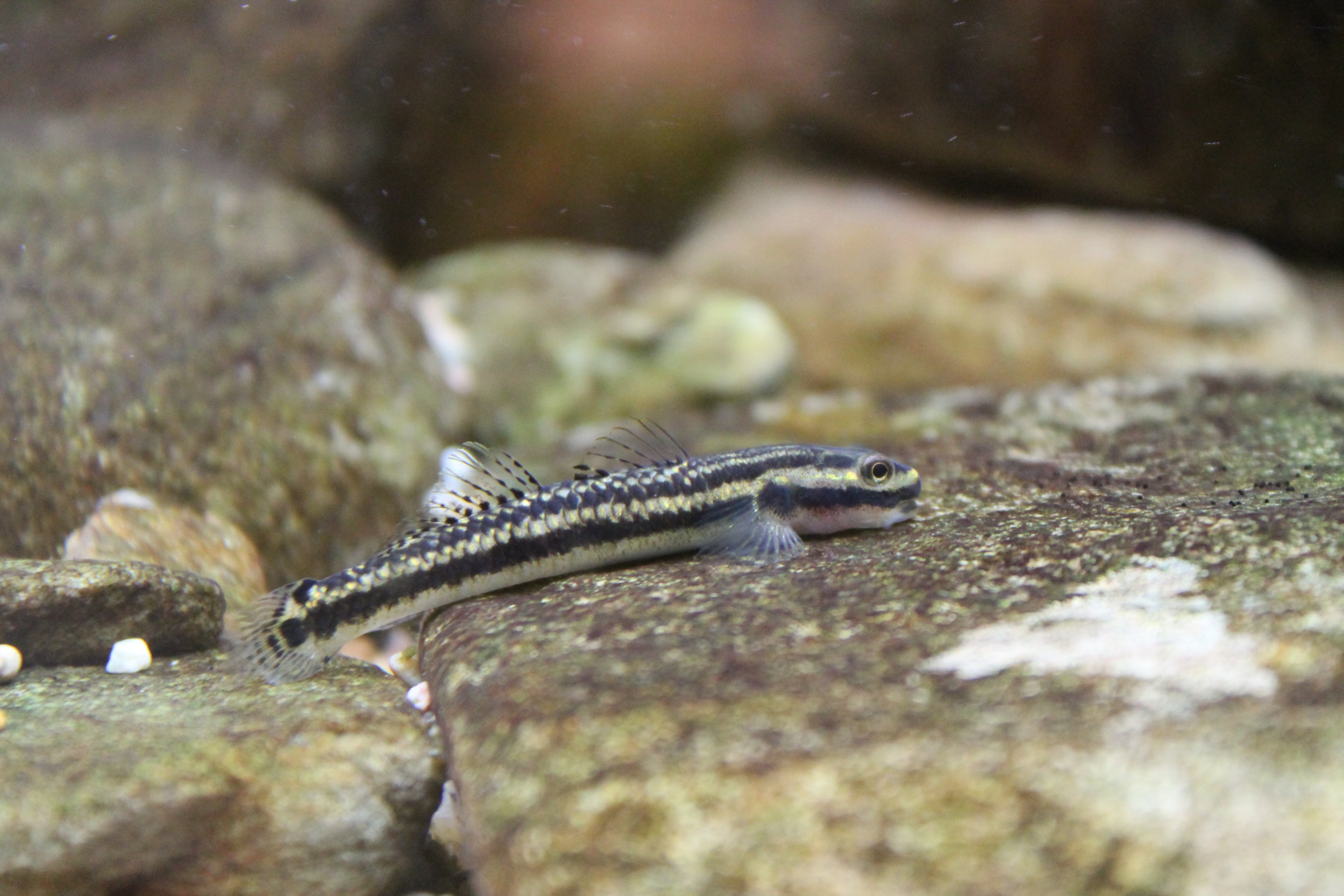 Blue Neon Dwarf Goby (Stiphodon atropurpureus) - female