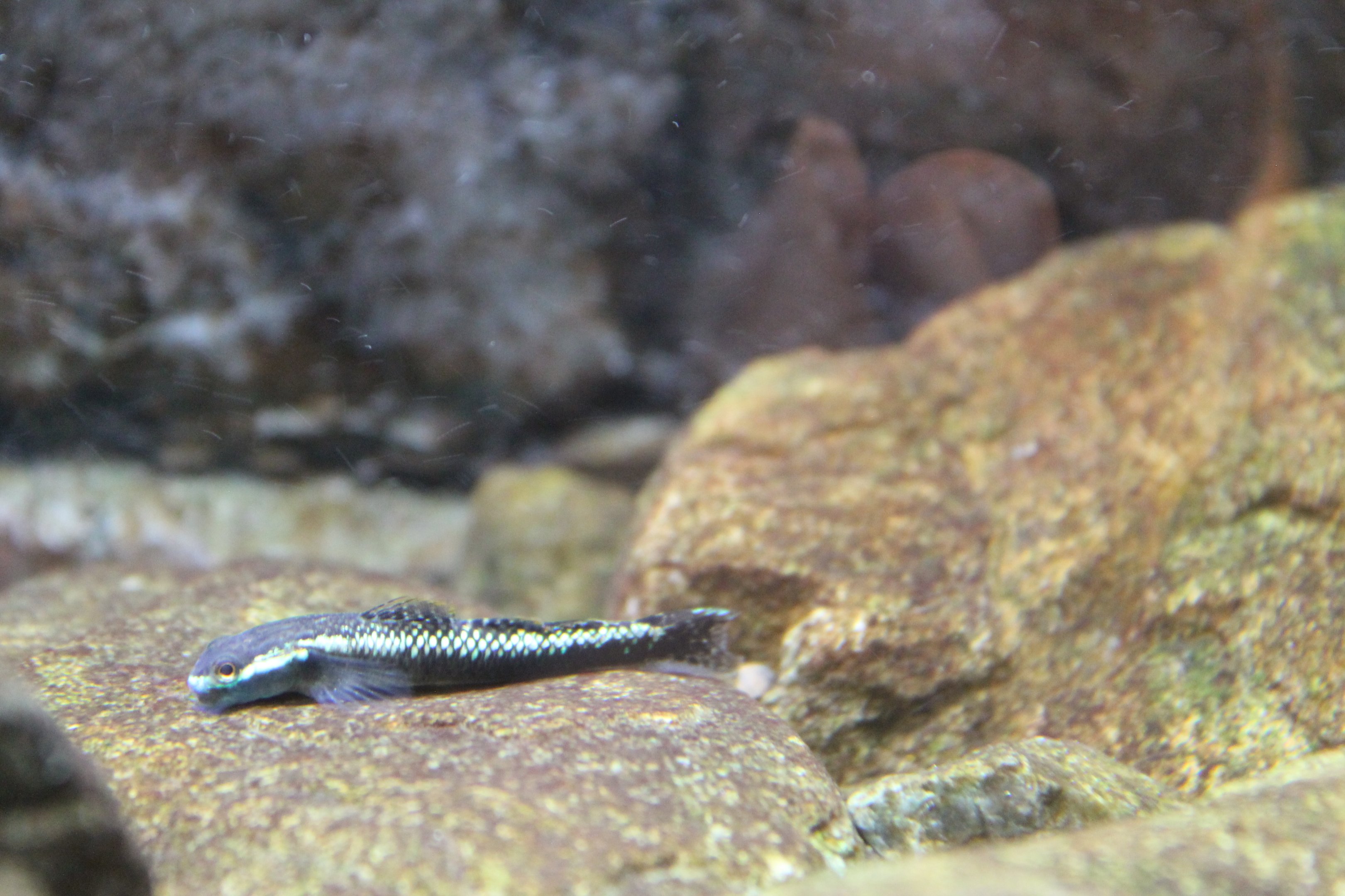 Blue Neon Dwarf Goby (Stiphodon atropurpureus) - male