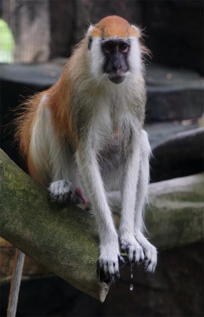 Blue Nile patas monkey (E. p. poliophaeus)
