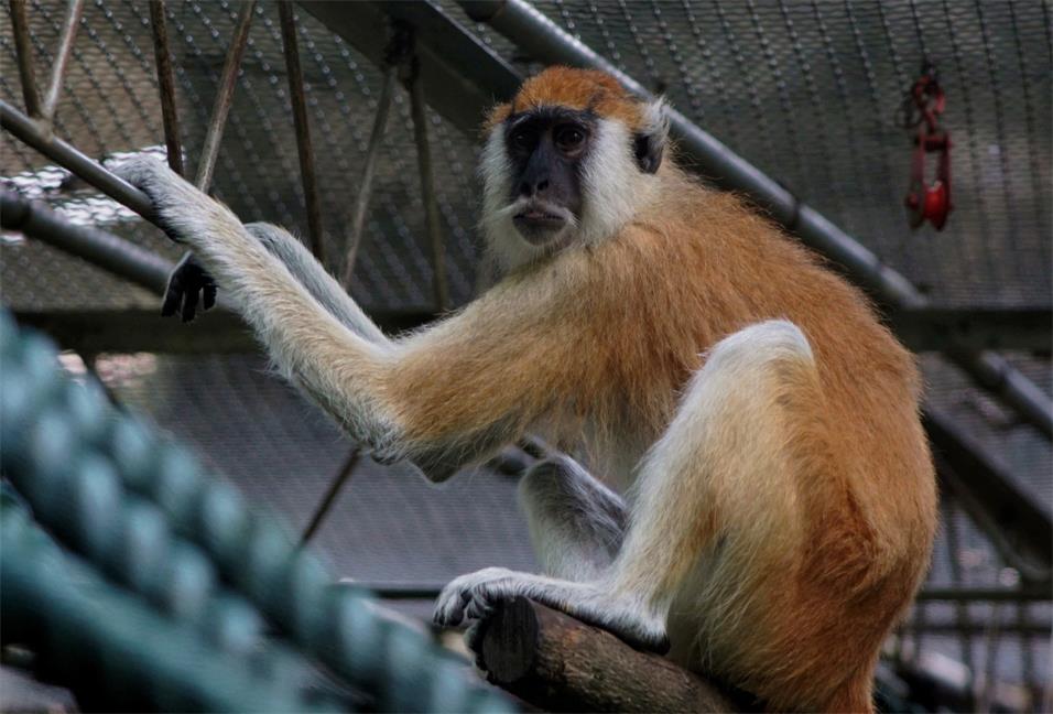 Blue Nile patas monkey (E. p. poliophaeus)