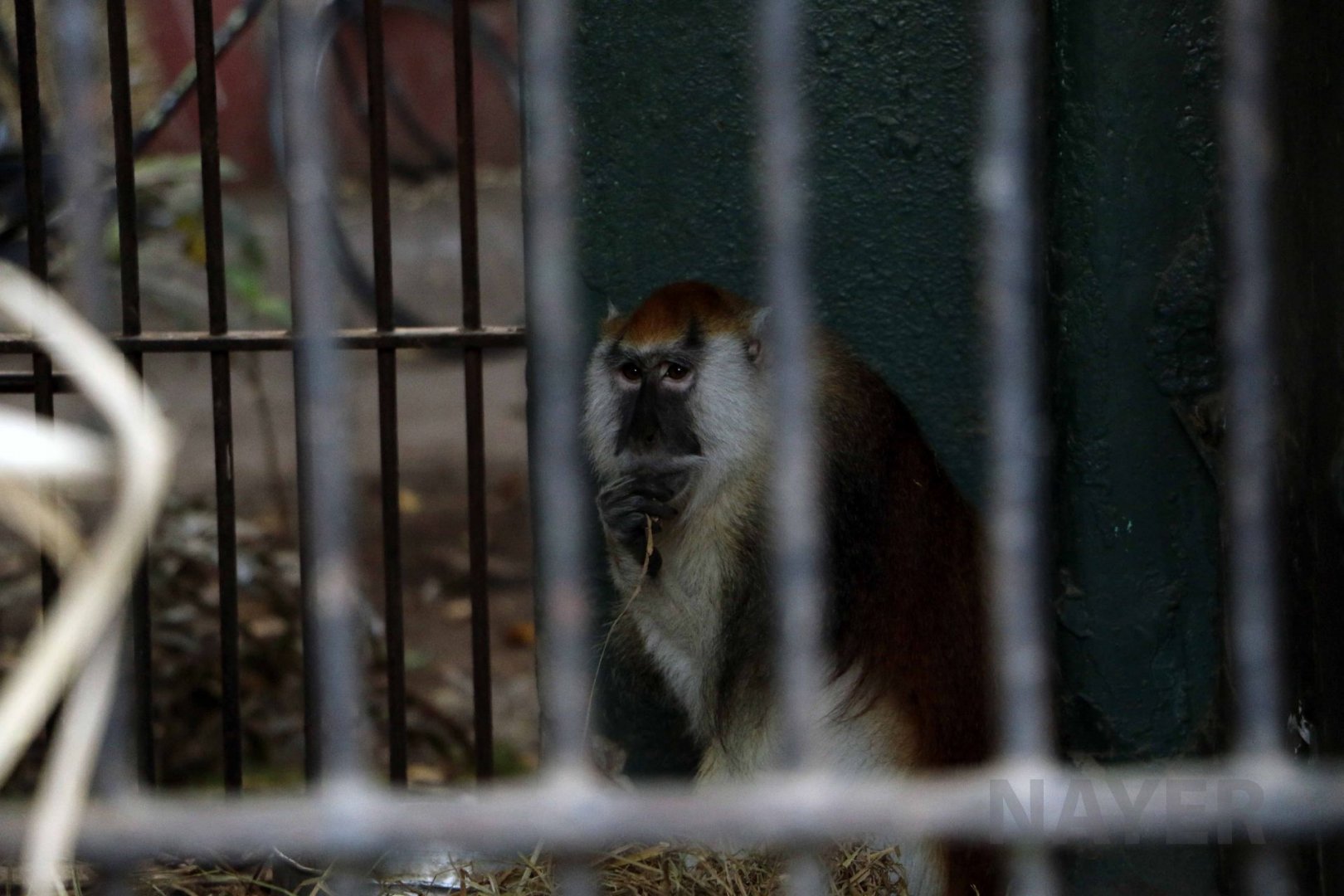 Blue Nile Patas Monkey, February 2017