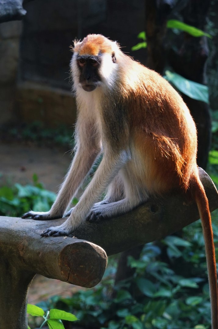 Blue Nile patas monkey