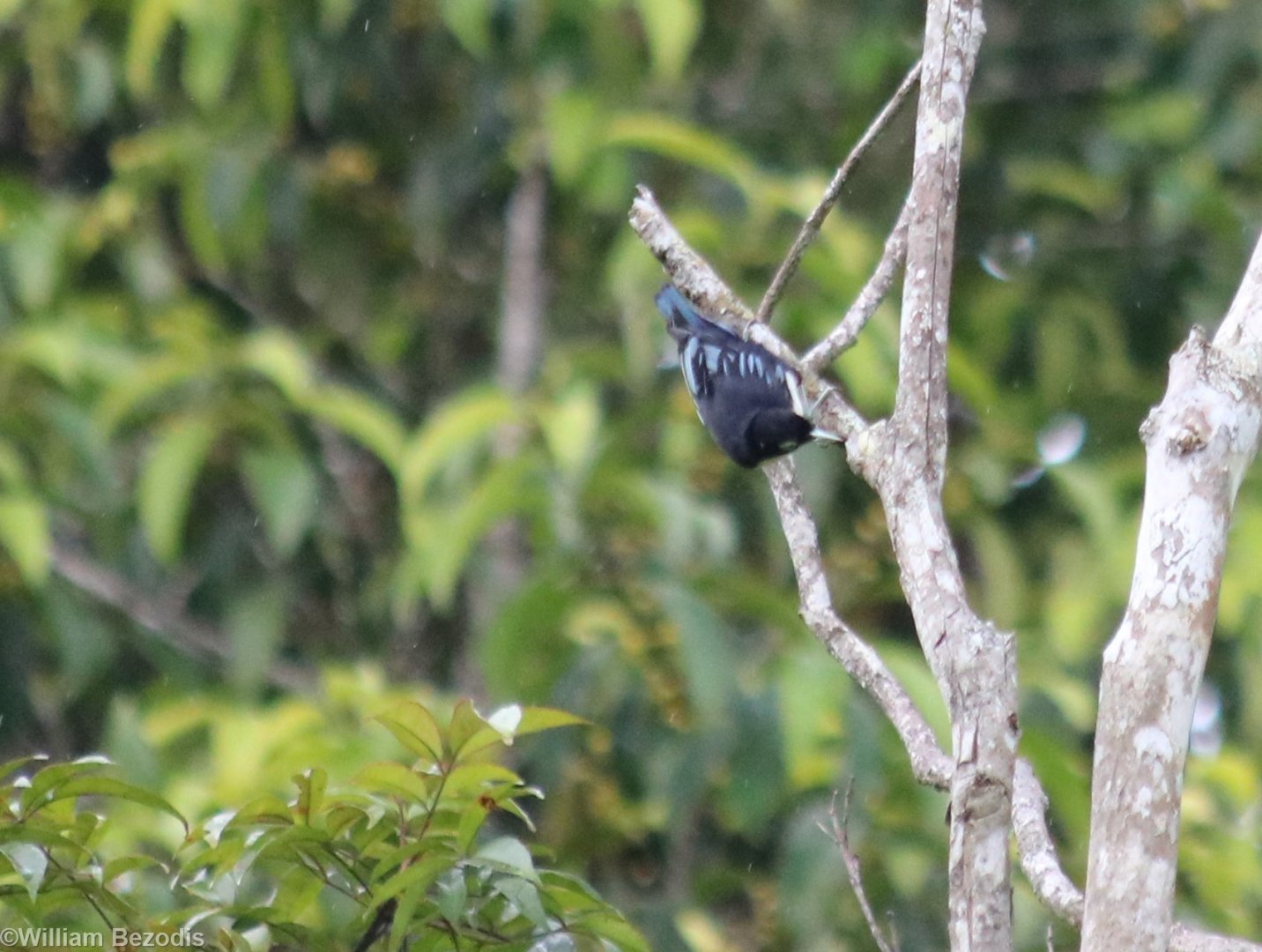 Blue Nuthatch - Fraser's Hill