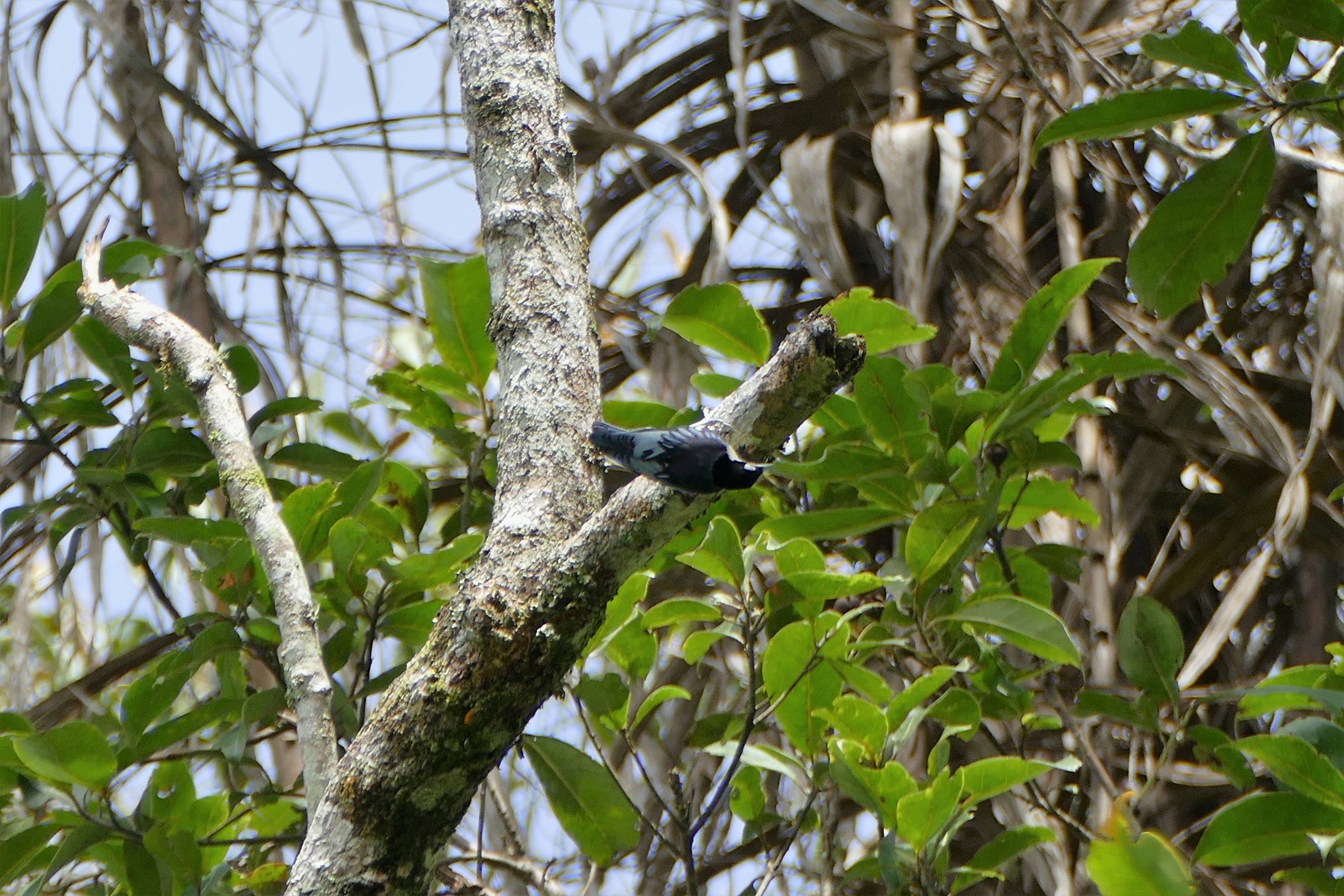 Blue Nuthatch - Fraser's Hill